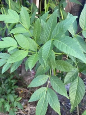 HOJAS DE TRONADORA ORGANICAS ESCANDOR ARBOL DE SAN PEDRO TECOMA STANS LEAVES