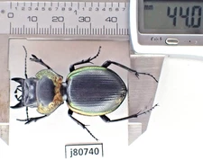 j80740. Insects, Carabidae: Mouhotia sp. Laos. A2