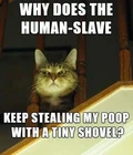 FUNNY CAT MEME "STEELING POOP" FRIDGE MAGNET 5" X 3.5"