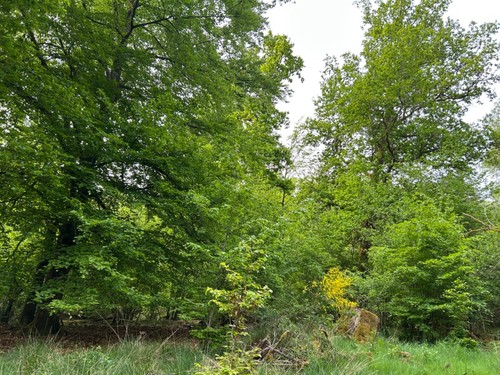 Waldgrundstücke, (Eichen) in Nohfelden-Wolfersweiler, Saarland, 15.199 qm, - Bild 8 von 10