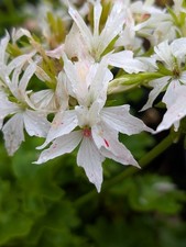 Heirloom Geranium-Vectis Glitter- LIVE ROOTED PLANTS