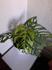 Rare Monstera Esqueleto – 2 Thriving Plants per Pot, New Leaves Growing.