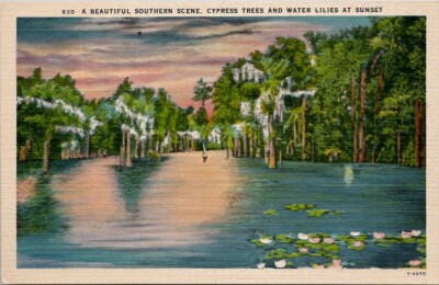 A Beautiful Southern Scene, Cypress Trees and Water Lilies at Sunset Wpc5