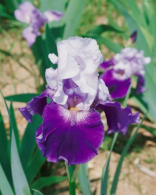 Iris x barb.-elat. 'Snow Mound', weiß, ca. 11x11 cm Topf