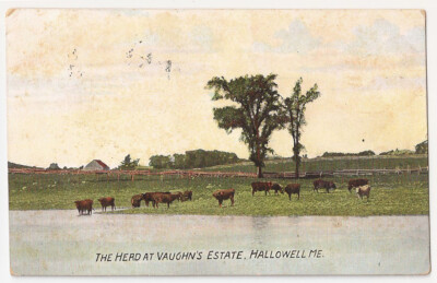 Hallowell Maine The Herd at Vaughn's Estate Antique Postcard 1912