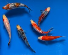 GOLDFISH 3" - 4" Shubunkin Mixed Box 6 Pack
