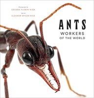 Eleanor Spicer Rice | Ants: Workers Of The World | Buch | Englisch (2021)