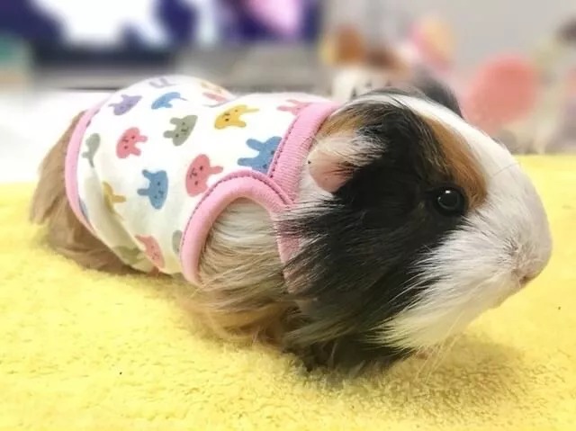 guinea pig clothes rabbit pattern pink japan cavy dog small pet