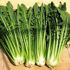 500 Catalogna Emerald Endive Seeds Italian Dandelion Chicory Green USA