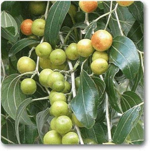 Ziziphus mauritiana, Ziziphus jujuba 5 PCS fresh seeds, fruit seeds, organic - Picture 3 of 5