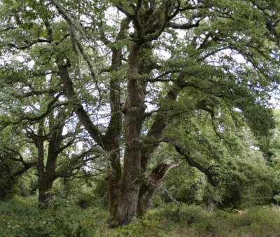 Quercus pubescens