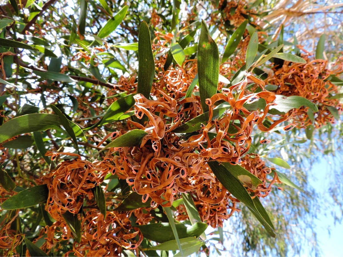 20 AUSTRALIAN BLACKWOOD TREE Black Acacia Melanoxylon Wattle