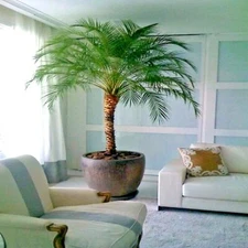 Dwarf Pygmy Date Palm Tree Seeds (Phoenix roebelinii) Great Indoor Houseplant