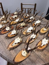 Taxidermy Roe Deer Skull Hunting Trophy Antlers