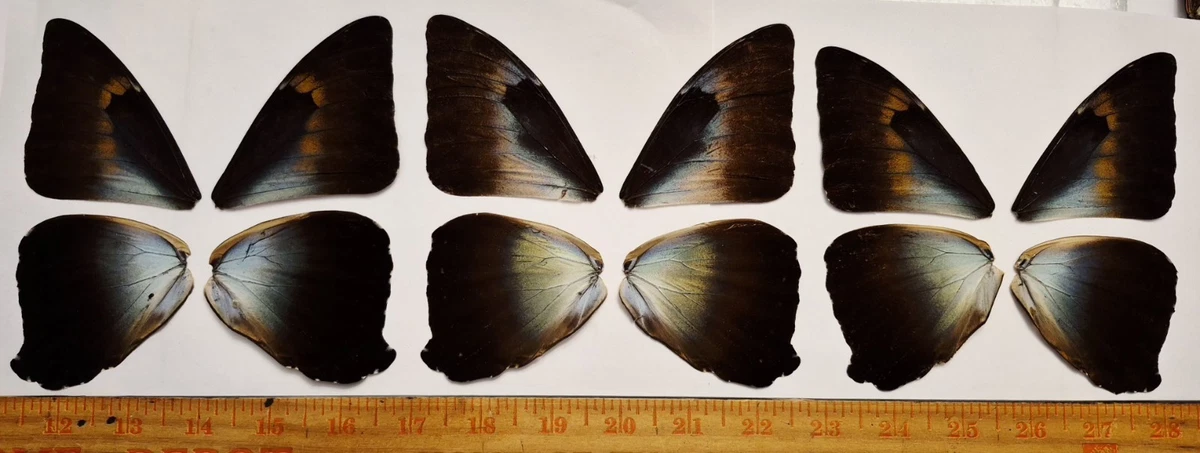 Morpho Cisseis for sale | eBay
