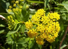 95 SEEDS - golden alexanders GOLDEN ZIZIA yellow - USA GroCo - BUY 15-SHIPS FREE