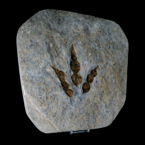 4.6" Grallator Variabilis Dinosaurs Tracks Foot Prints Jurassic Age France COA - Picture 6 of 8