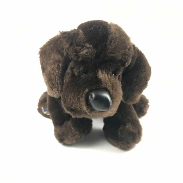 retired labrador retrievers for sale