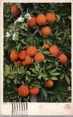 Cluster of Ripe Oranges on Tree West Palm Beach FL Postcard Posted 1912