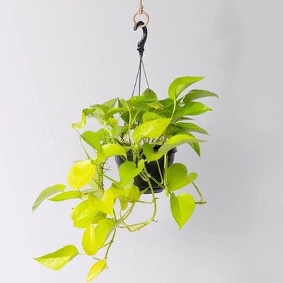 Efeutute 'Golden Pothos' in Blumenampel, Topf- 15 cm | eBay.de