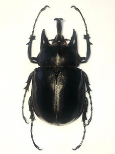 メガソマ・アクタエオン O19-A Megasoma Actaeon | eBay