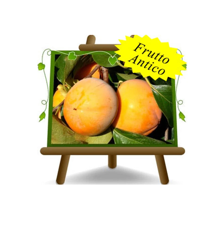 EURO PLANTS VIVAI Kaki Rojo Brillante Pianta da frutto antico su vaso da 26 max 200 cm 4 anni