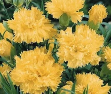 CARNATION GRENADIN YELLOW Dianthus Caryophyllus- 200 Bulk Seeds