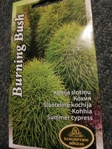 SUMMER CYPRES KOCHIA SCOPARIA BURNING BUSH 650 SEEDS APPROX - Picture 1 of 4