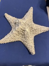 Genuine Dried Starfish Giant 11” Real Ochre Sea Star Beach Nautical Décor.  K 2