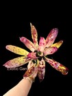 Big ! ✨ Neoregelia ‘Panaewa Beauty’ 🌺 – Young Adult, ~12” Wide ✨