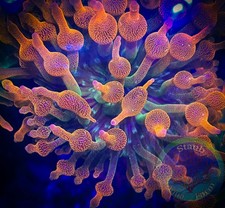 SAF~”WYSIWYG” 3+ In Rainbow Bubble Tip Anemone, Rose Tentacles, Live Coral, BTA