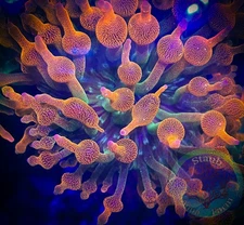 SAF~”WYSIWYG” 3+ In Rainbow Bubble Tip Anemone, Rose Tentacles, Live Coral, BTA