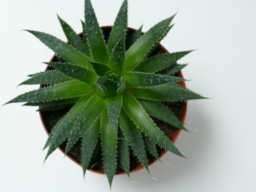 Aloe Vera Erde 5 Liter Substrat fr fr Echte Aloe - PROFI LINIE Substrate  | eBay.de