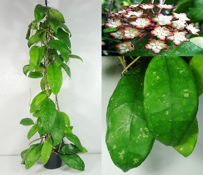 Hoya finlaysonii cv. Trang 18 Inches Plant, Houseplant, RARE