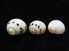 Muscheln Nerita waigiensis 15mm ID#4981