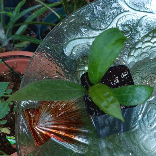 Hoya Tequila Sunrise, Cutting, Houseplant, RARE - Picture 5 of 12