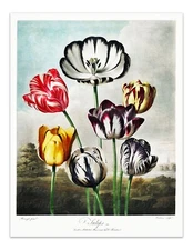 TULIPS Temple of Flora Botanical Art Print - 1807 Vintage Wall Decor