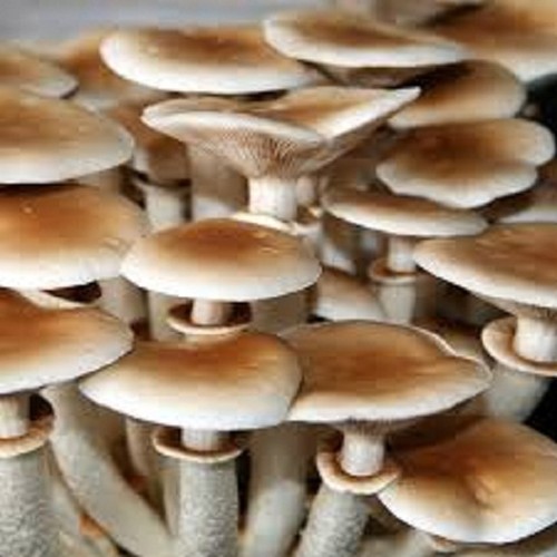 AGROCYBE AEGERITA Black poplar Real naturall mushroom seeds spores 9.