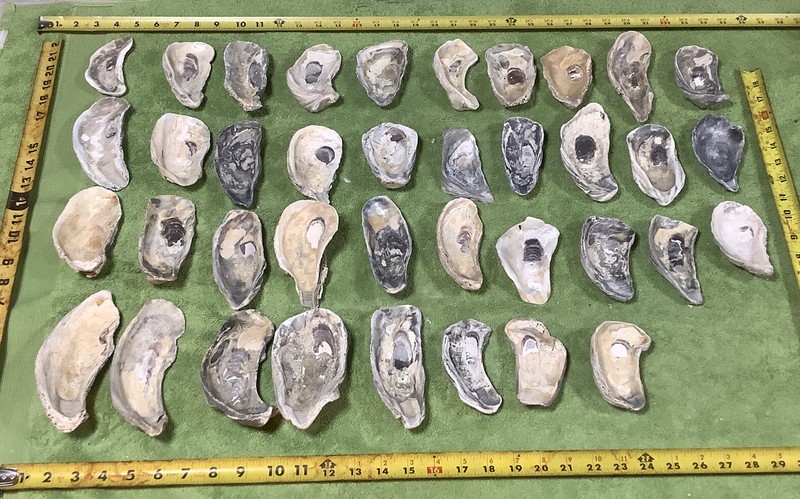 Lot of 38 Atlantic Oyster Shells 47/8 To 6 7/8 Inch Long Craft Art Collect￼