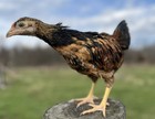 6 x “Polaco Gigante” or “Giant Pole” Naked Neck Indio Gigante RARE! — photo 4