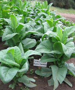 Tobacco Seeds