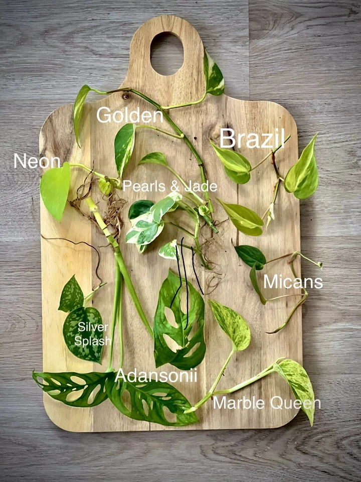 15 Houseplant Cuttings: Pothos, Philodendron, Monstera - Water Propagation - Image 4 of 4