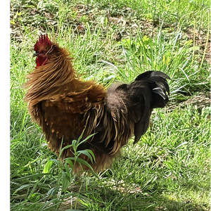 Hatching eggs 