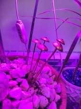 Garden Metal Mushroom Statue Flowerpot Stakes Outdoor Ornament Bonsai Decor