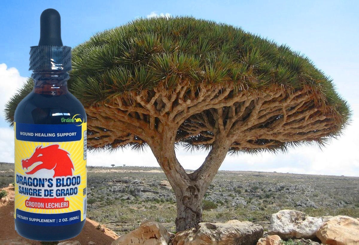 Dragon's Blood 100 % Pure Tree Sap Liquid Wound Healing