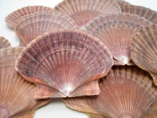 12 Mexican Flat Scallop Shells Seashells Large 3" Crafts Coastal Beach Cottage