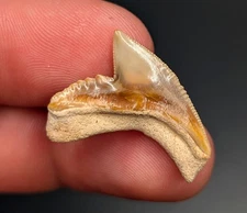 Stunning .95"L X 0.95"W BV Posterior Tiger Shark Tooth BV Florida 