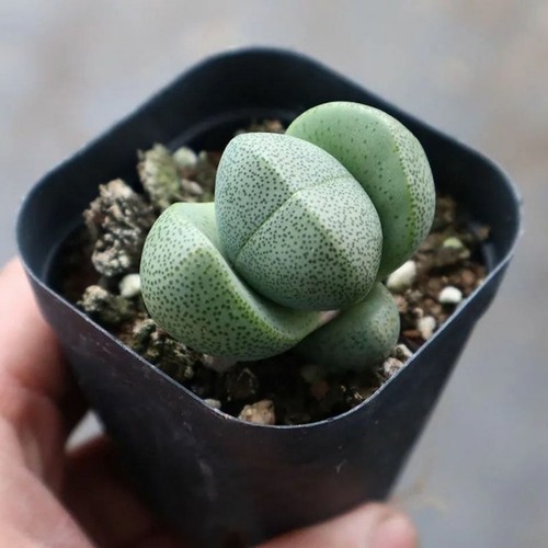 4PCS Succulent Plant Pleiospilos Nelii Schwantes(2Purple+2Green)Aizoaceae Plant - Picture 3 of 12