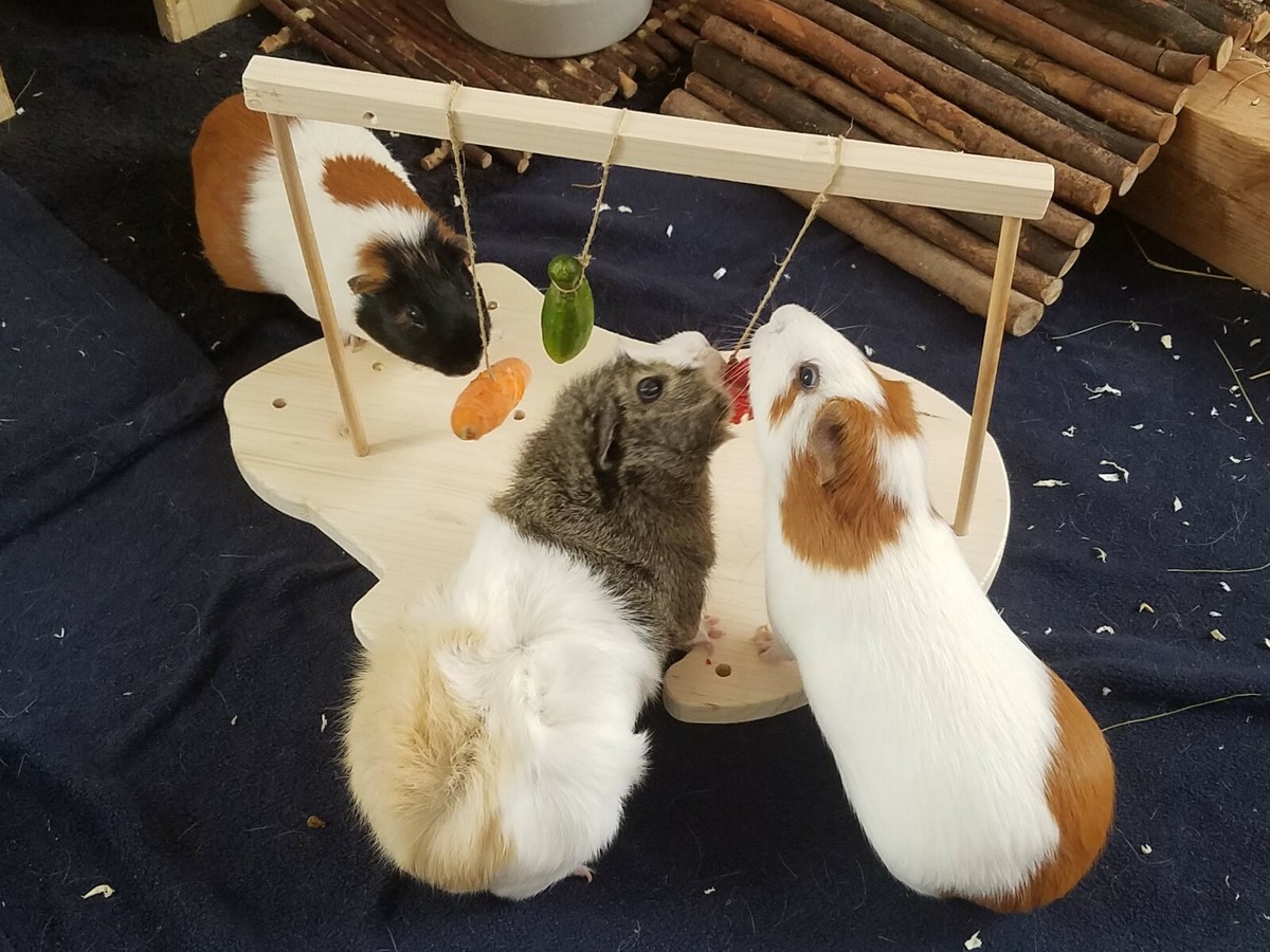 Bogoro Hamster Spielzeug Aus Holz, Meerschweinchen Futtersuche Spielzeug, 6 In 1 Holzspielzeug