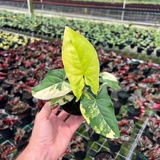 Syngonium Aurea Plant - Variegated Arrowhead Leaf | Tropical plant in 4" Pot